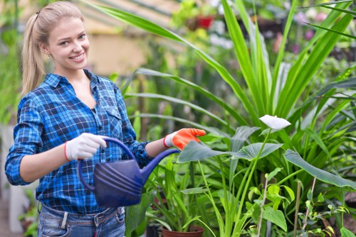 A young woman with blonde hair smiling in a blue checkered shirt, wearing gardening gloves, is standing outdoors in a garden surrounded by lush green foliage. She is holding a blue watering can and watering tall, broad-leaved plants with white flowers, likely in a backyard or community garden in Hanwell, London. The garden features a variety of dense, healthy plants, with visible soil, a wooden fence in the background, and other potted plants nearby. The scene suggests a healthy, well-maintained outdoor space with ample natural light, indicative of regular garden care and landscaping services provided by companies such as Hedge Trimming Hanwell. The overall setting highlights a thriving, organized garden environment suitable for professional gardening, lawn care, and hedge trimming services, emphasizing the natural textures of the plants and the vibrant green hues of the foliage in a typical London suburban garden.