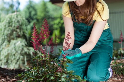 Summer garden maintenance activities