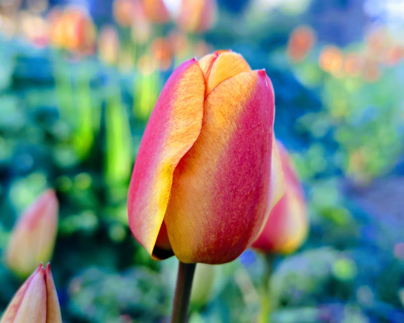 A close-up view of a vibrant tulip with petals displaying a blend of yellow and pink hues, slightly curled at the edges. The background shows a softly blurred garden scene with various green plants, i